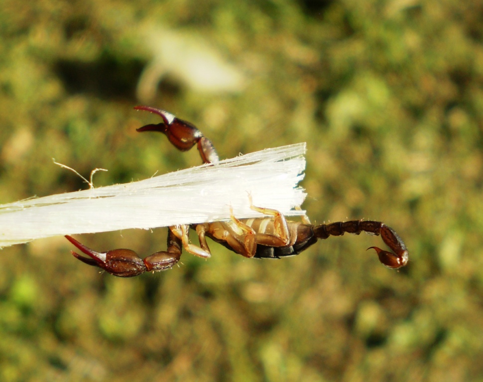 Euscorpius concinnus da Levanto